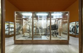 Milano e i suoi musei - <p>Museo di Storia Naturale.</p>